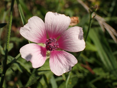 Althaea cannabina L.