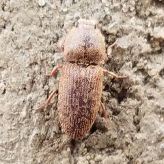 Agrypnus rectangularis