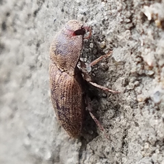 Agrypnus rectangularis