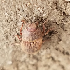 Agrypnus rectangularis