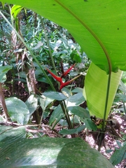 Heliconia farinosa