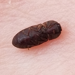 Agrypnus rectangularis