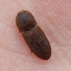 Agrypnus rectangularis