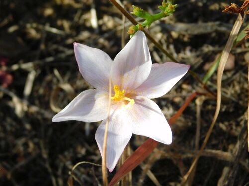 Hairy Kukumakranka (Gethyllis villosa)
