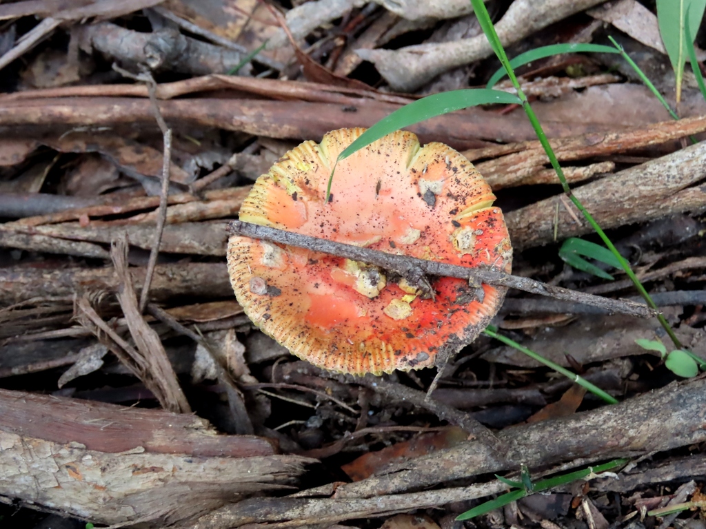 Amanita xanthocephala · October 2025 · photo: © cygnet (iNaturalist, cc-by)