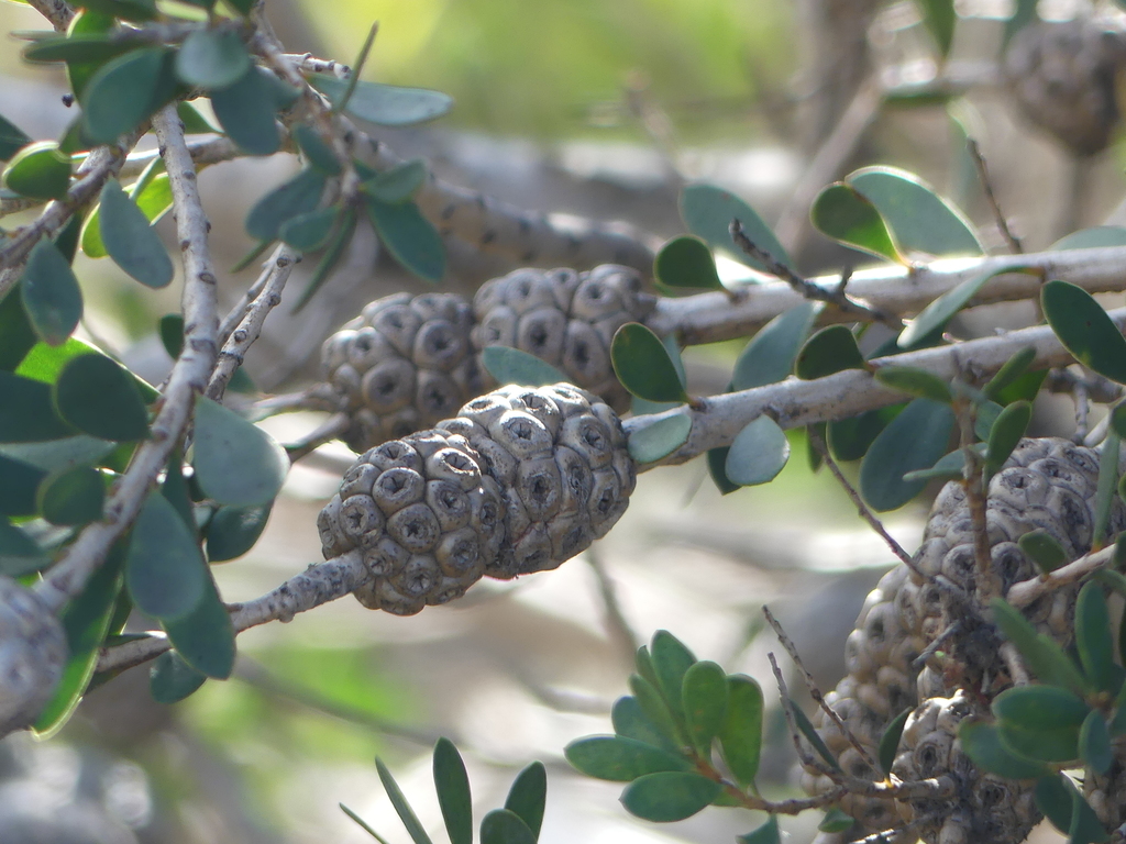 Showy Honey-myrtle