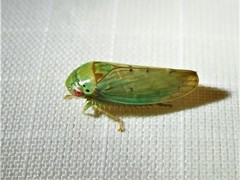Polana quadrinotata