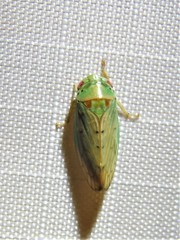 Polana quadrinotata