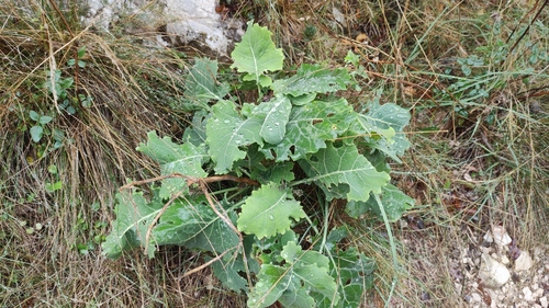 Brassica montana, photograph 6