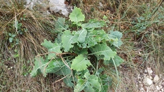 Brassica montana, photograph (c) fmunoz, some rights reserved (CC BY)