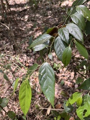 Cryptocarya rigida, photograph (c) Todd Huang, some rights reserved (CC BY)