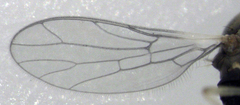 Cladodromia