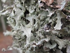 Parmotrema hypoleucinum