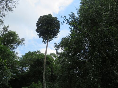 Natal forest cabbage tree (Cussonia sphaerocephala)