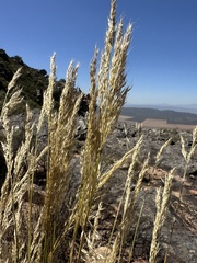 Tenaxia stricta, photograph (c) Deon van Eeden, some rights reserved (CC BY-SA)