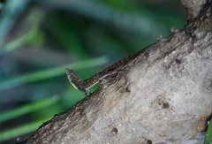 Anolis jubar oriens