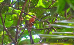 Rhytipterna holerythra