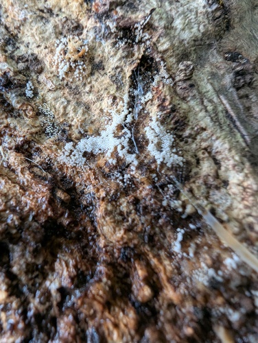 Henningsomyces candidus