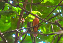 Rhytipterna holerythra