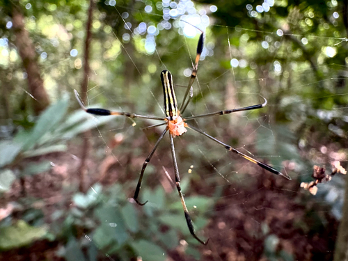 Giant Golden Orbweaver