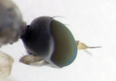 Cladodromia