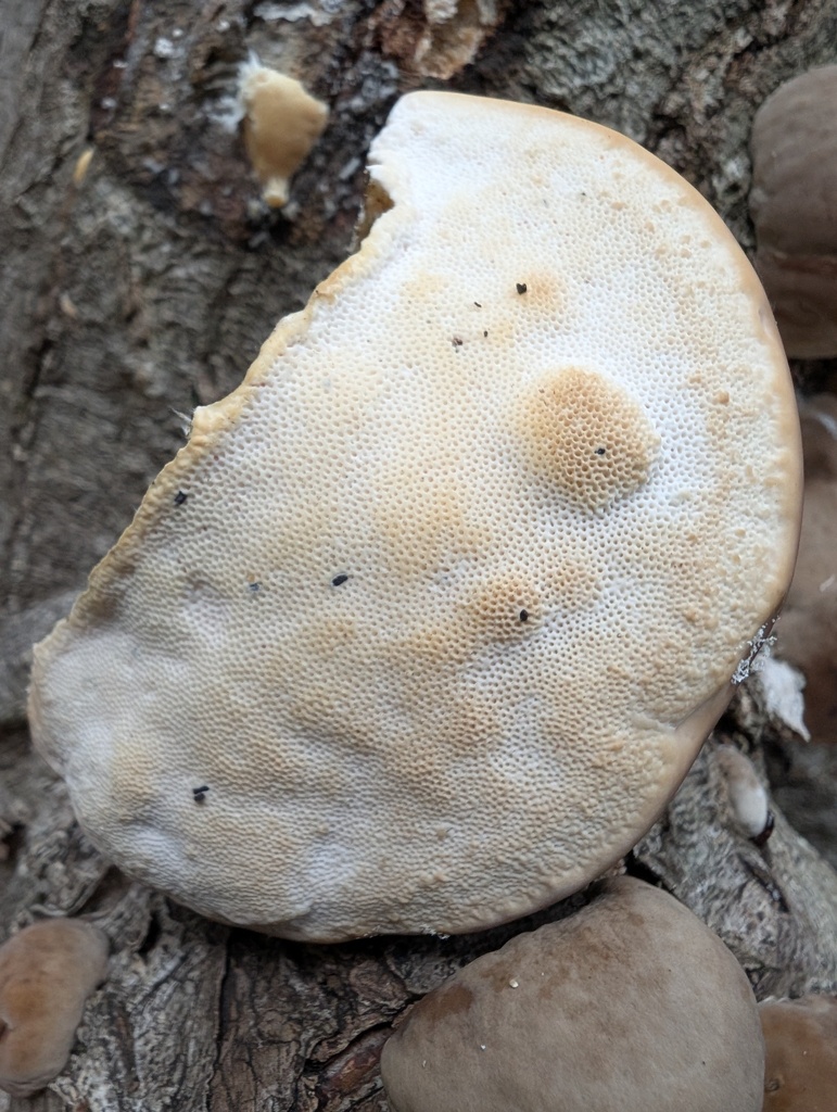 Trametes orientalis · October 2025 · photo: © atsushi_nakajima_cirque (iNaturalist, cc-by)