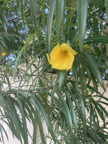 Be-still tree