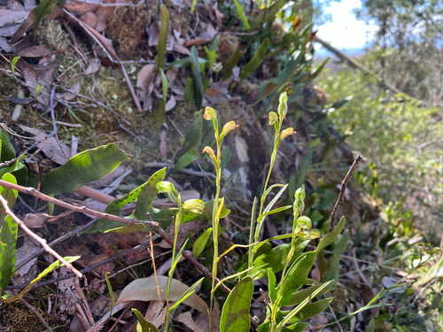 tall greenhood (Pterostylis melagramma)