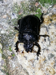 Ceratophyus hoffmannseggi