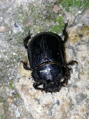 Ceratophyus hoffmannseggi