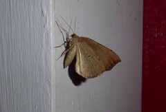 Sestra humeraria