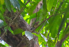 Ramphocaenus melanurus