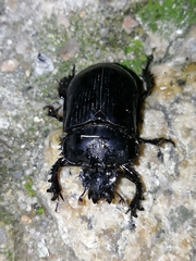 Ceratophyus hoffmannseggi