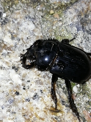 Ceratophyus hoffmannseggi