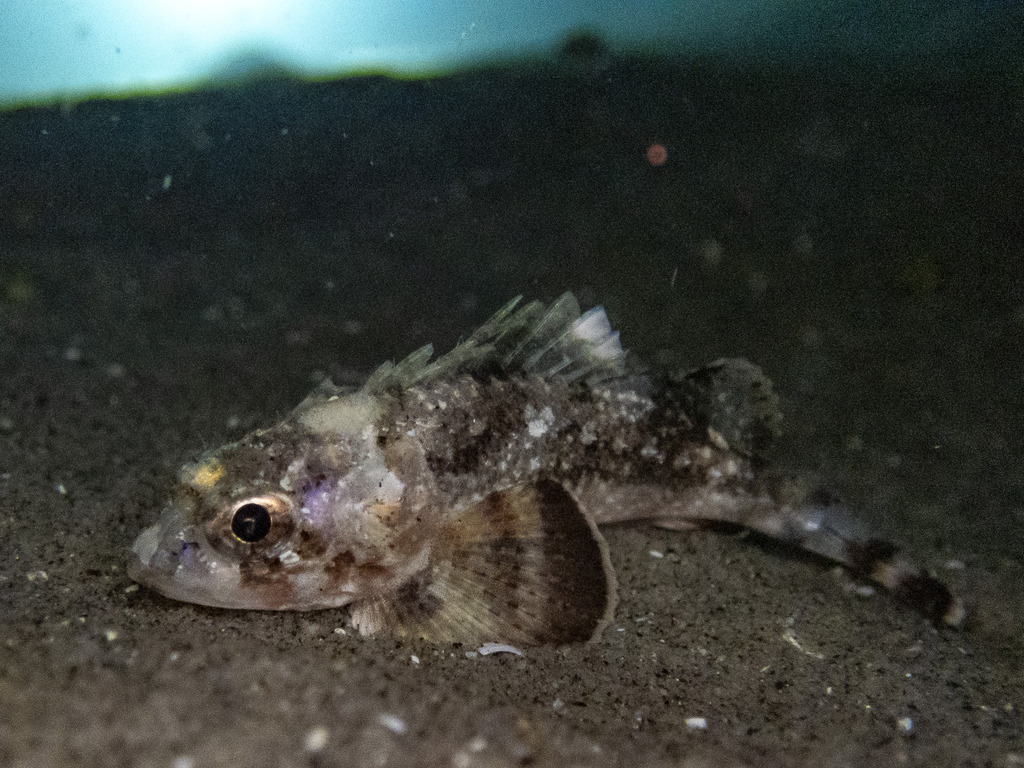Sonora scorpionfish (Scorpaena sonorae) — Scorpaenidae