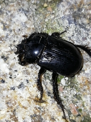 Ceratophyus hoffmannseggi