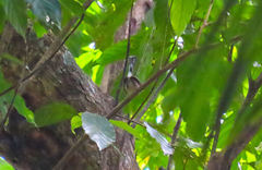 Ramphocaenus melanurus