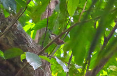 Ramphocaenus melanurus