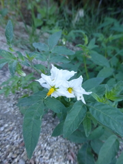 Solanum jamesii
