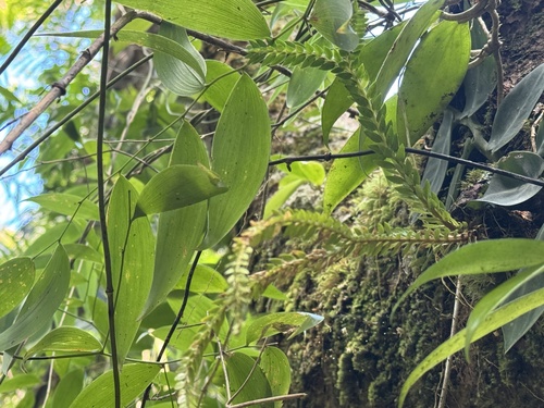 Phlegmariurus phlegmarioides observed 2025-10-31