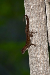 Anolis jubar oriens