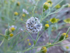 Picradeniopsis multiflora