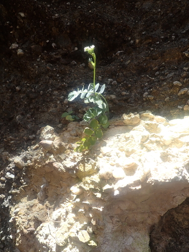 Gingidia grisea, photograph 1