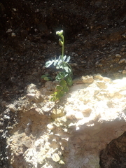 Gingidia grisea