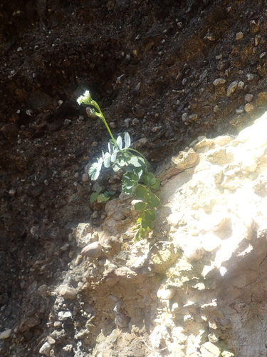 Gingidia grisea, photograph 2