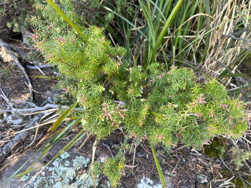 spreading pinkberry (Leptecophylla divaricata)