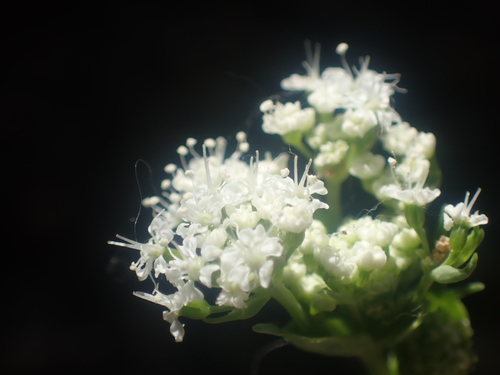 Gingidia grisea, photograph 5