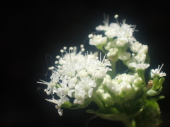 Gingidia grisea, photograph (c) Paul Bell-Butler, some rights reserved (CC BY)