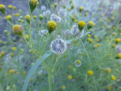 Picradeniopsis multiflora