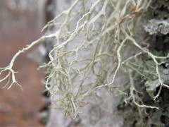 Ramalina willeyi
